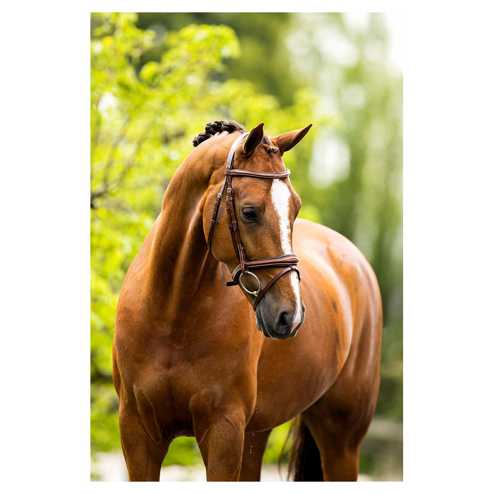 BRIDA BR CHELTENHAM MARRÓN