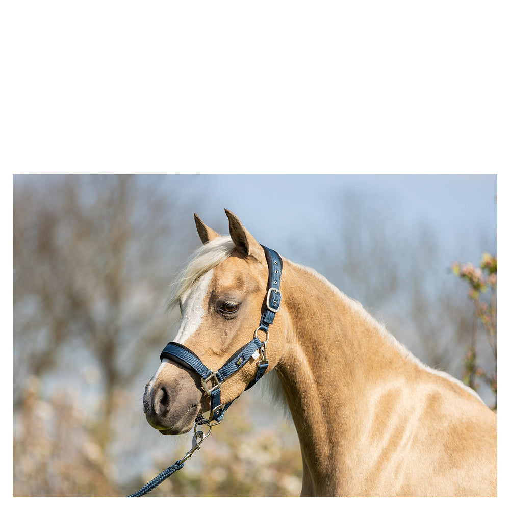 CABEZADA MINIHORSE BR AZUL