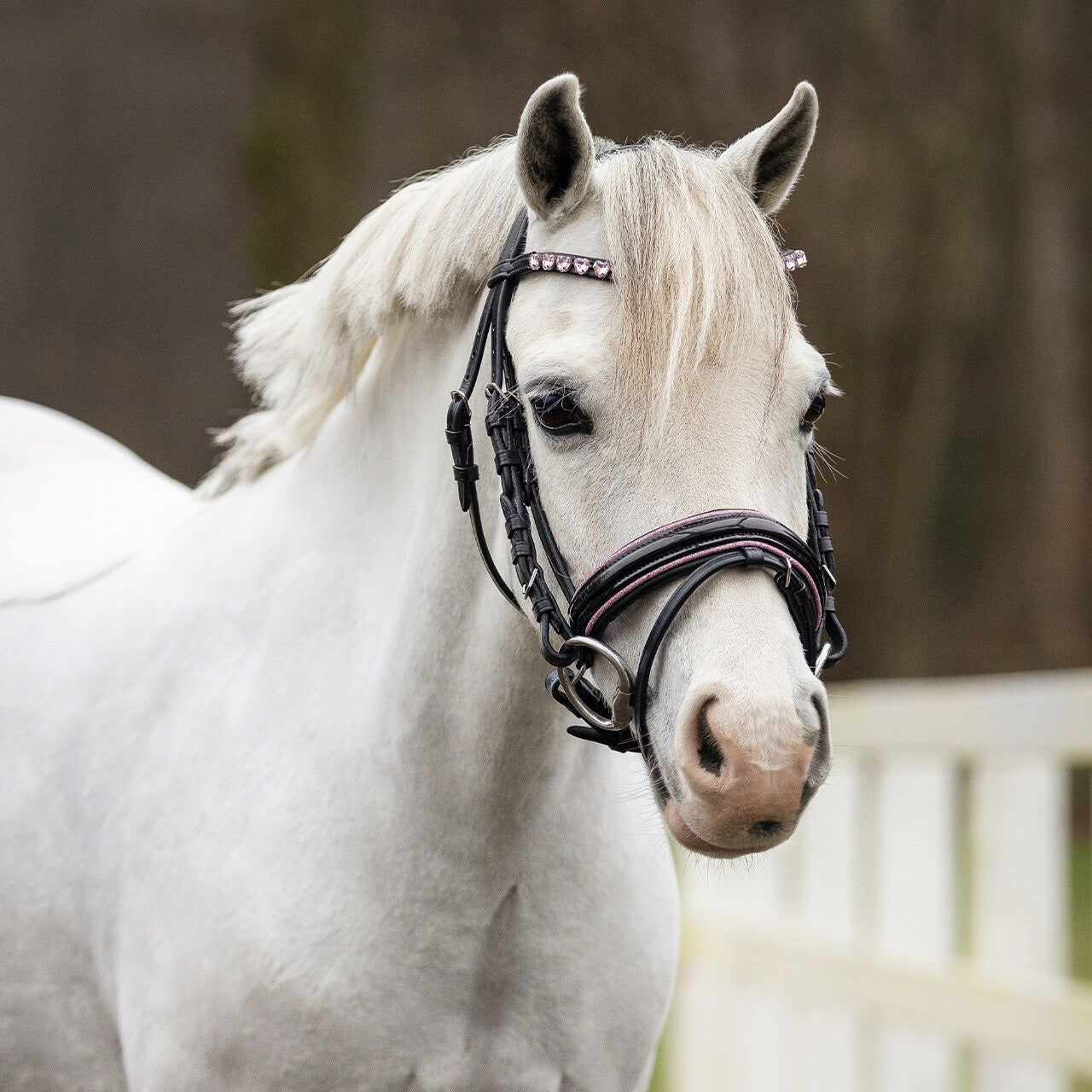 BRIDA BIXIE PONY QHP