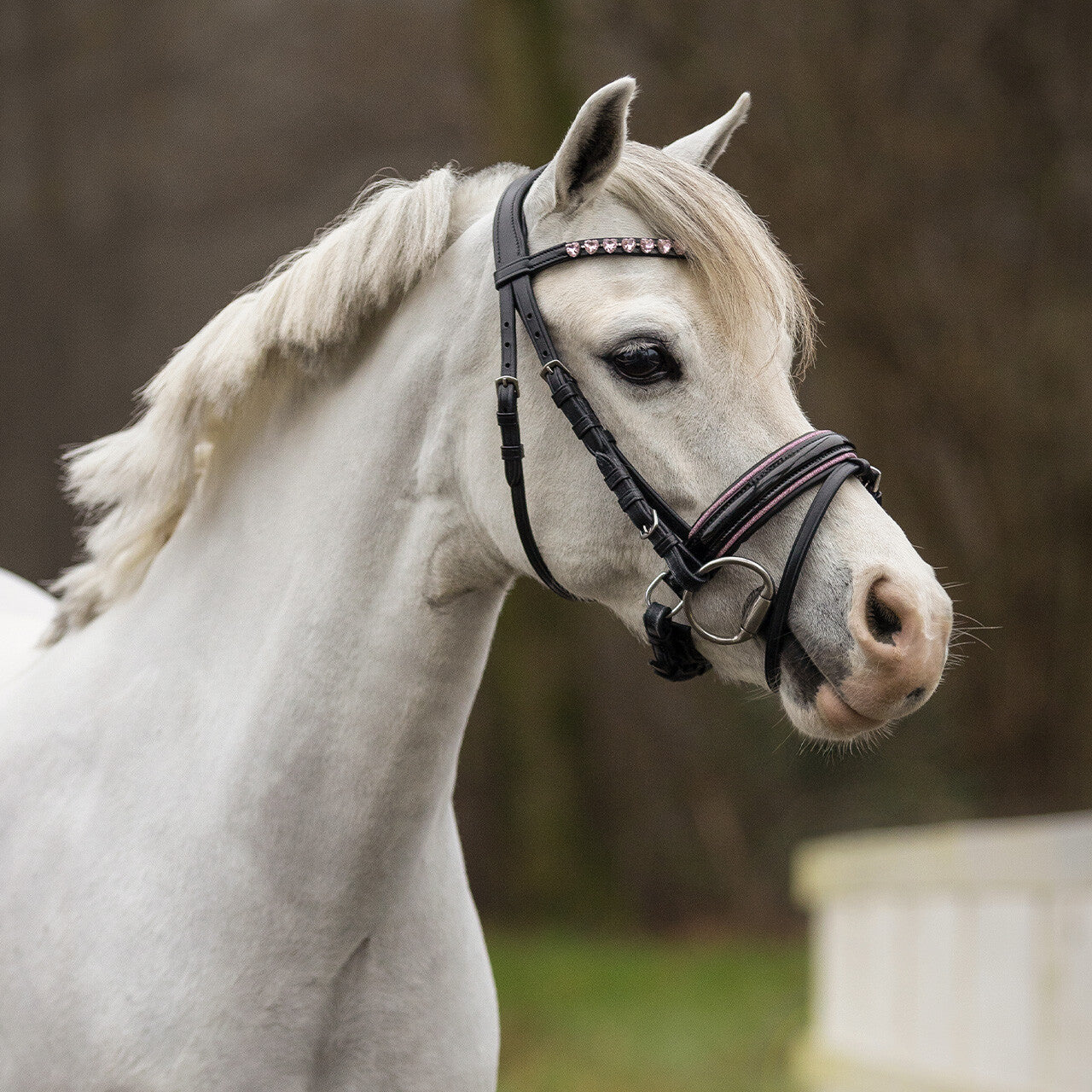 BRIDA BIXIE PONY QHP