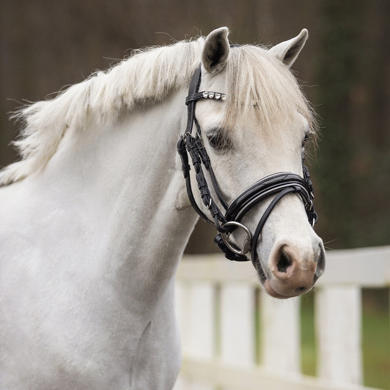 BRIDA BIXIE PONY QHP