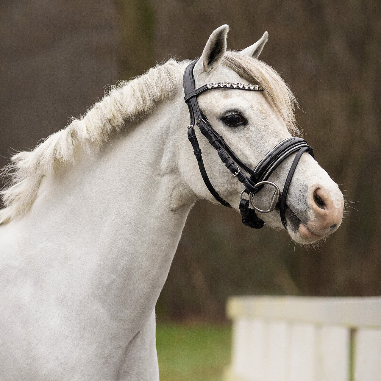 BRIDA BIXIE PONY QHP