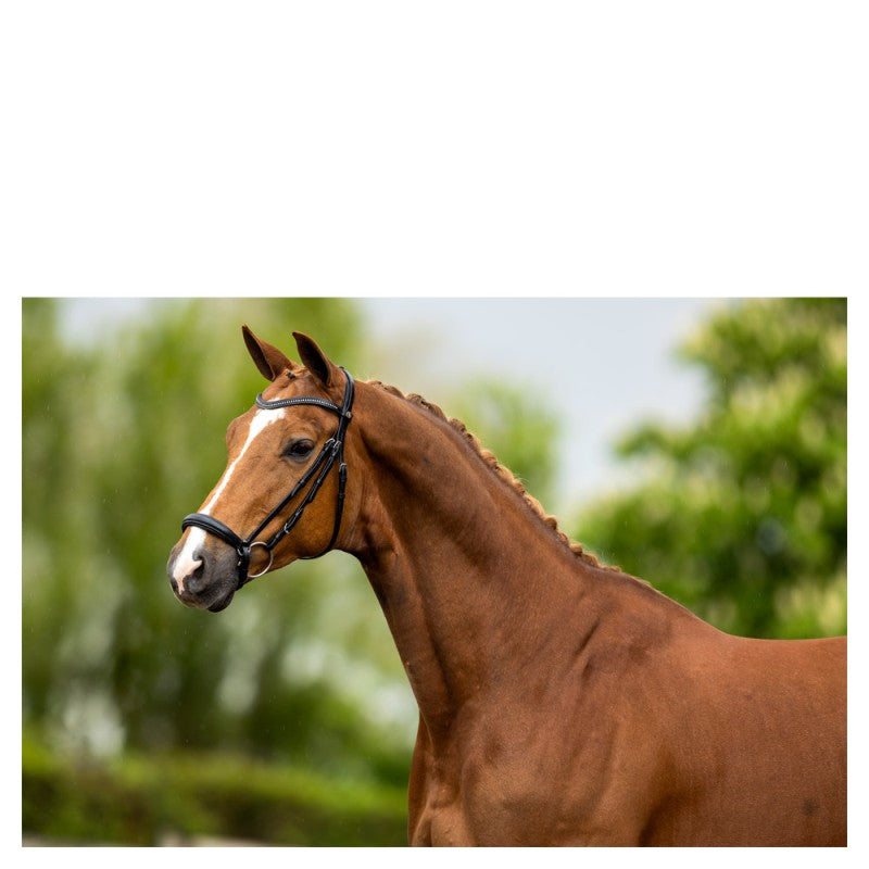 BRIDA/CABEZADA HEREFORD BR