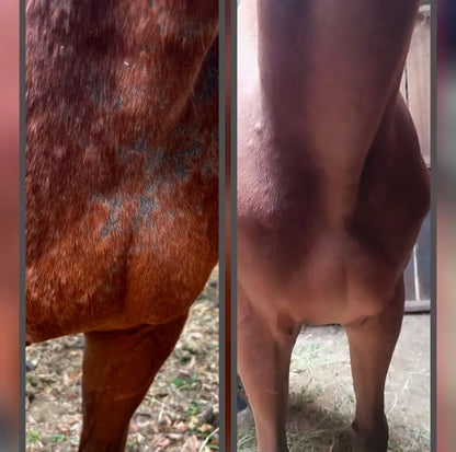 APTIMA ESTIDERM